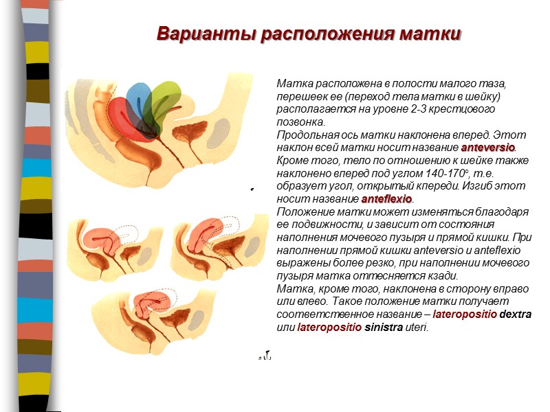 Варианты расположения матки Матка расположена в полости малого таза, перешеек ее (переход тела матки